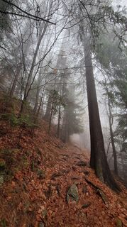 Fotografija s spletne strani Regina Fleischmann na poti