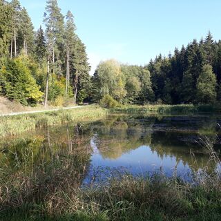 Teiche am Dammbachsgrund