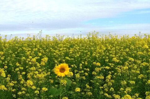 Sonnenblumenfeld