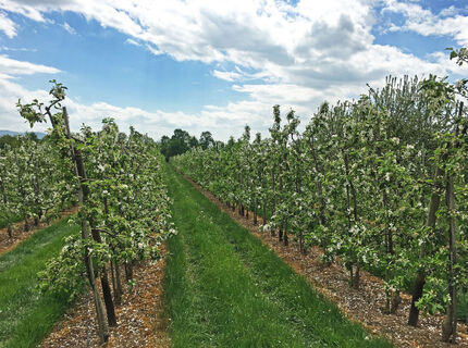 Obstplantagen im Renchtal