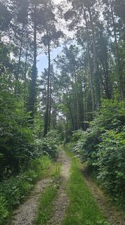 Wald bei Bad Sauerbrunn