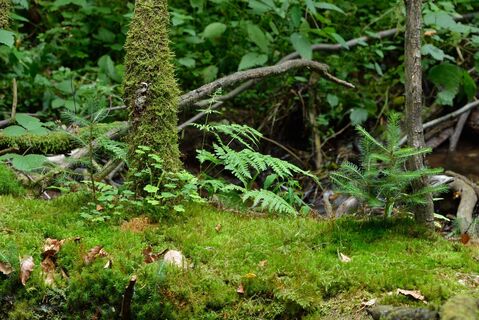 Augenhöhe mit Waldboden