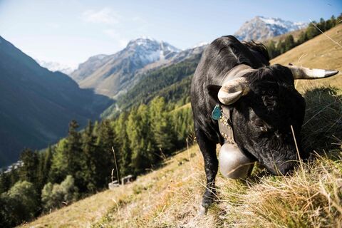 Eringerkuh auf einer Alp im Val d'Anniviers