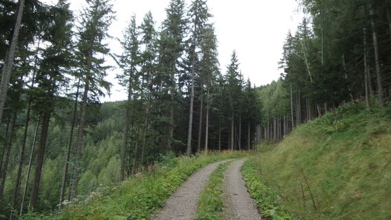 Auffahrtsweg Pernecker Kogel