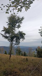 Zdjęcie z Bergpirat wzdłuż trasy