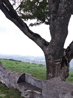 Fotografia z Walter Köllner na trase