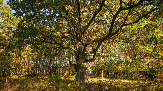 Hute-Eiche im Reinhardswald