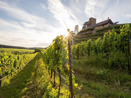 DSGVO NZT Brackenheim Natur Wein4 WEB