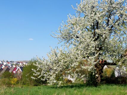 Streuobstwiesen Waldbronn
