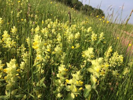Blumenwiese