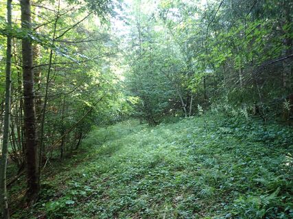 im Wald nach der Bergfeldwiese