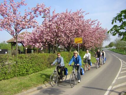 Radeln zwischen Kirrweiler und Venningen