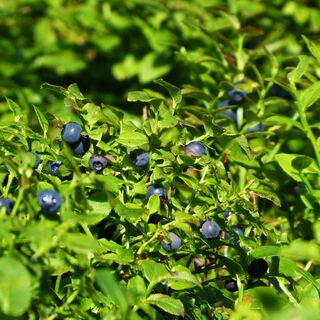 Einfach zulangen, es sind reichlich Vorräte entlang der Wege vorhanden.