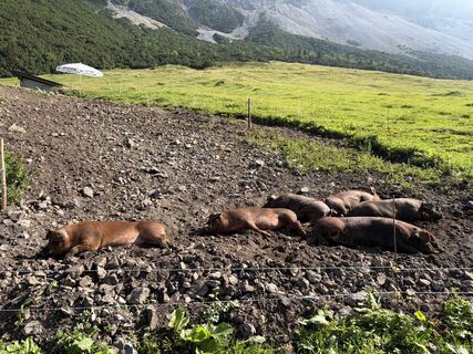 Photo de Nicole Van Ham le long du parcours