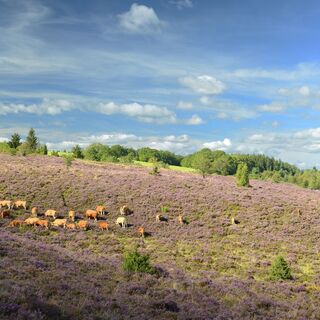 Heide und Limousinen