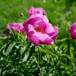 Pfingstrose in Dromaè