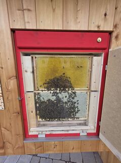 Bienen.jpg