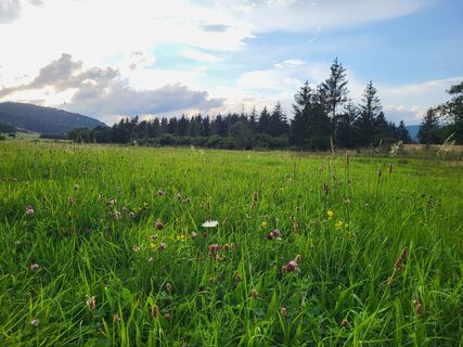 Durch Wiesen und Weiden im Gelängetal Medebach