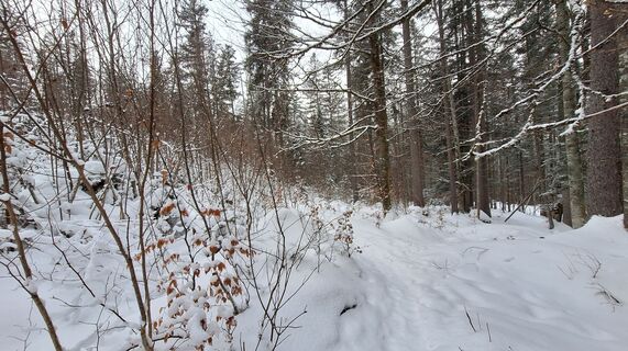 Fotografia z Regina Fleischmann na trase