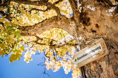 baumhoroskopweg - familienwanderung_img_58021496