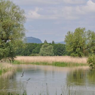 Radolfzeller Aachried