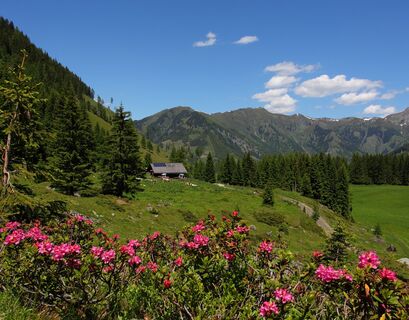Hirschgrubenalm