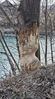 Fotografie z Mangolein na trase