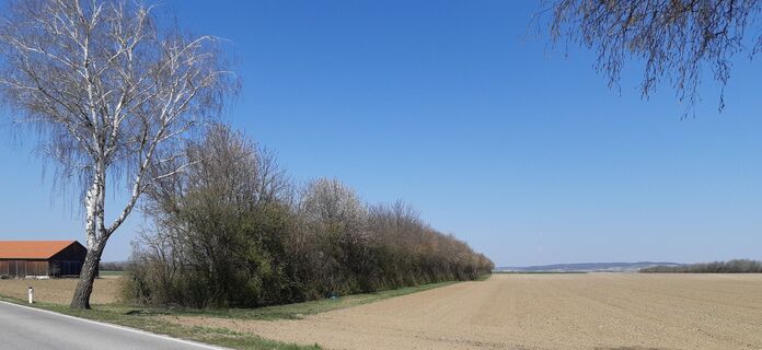 entlang am Windschutzgürtel