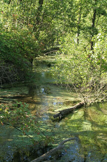 Auewaldlandschaft in der Dreisamniederung