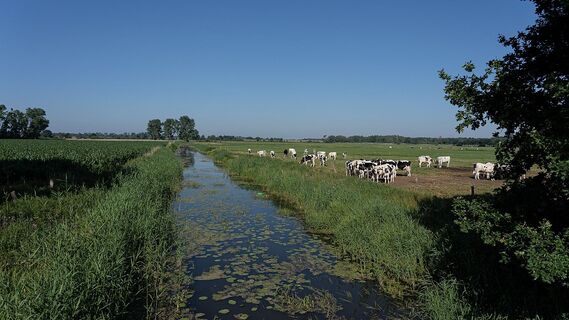 Kühe an der Marschwetter bei Echem
