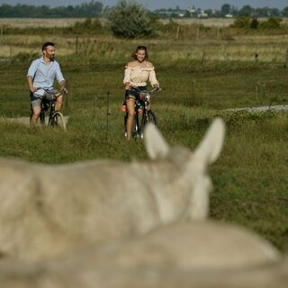 Weiße Esel am Lackenradweg