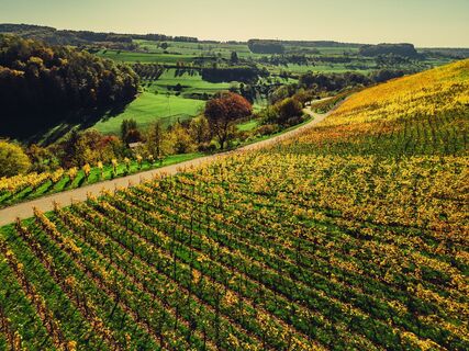 DSGVO Schmidbachtal Beilstein Weinlandschaft Herbst Chris Frumolt2022 3