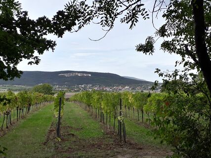 Blick vom Lindenberg auf den Harzberg