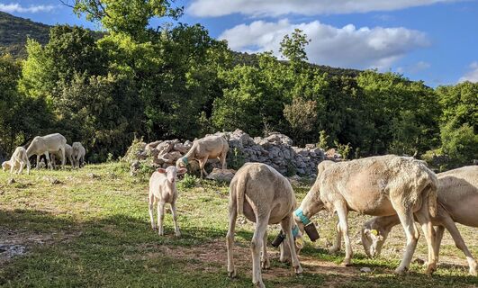 bei Lavagnes @ Gilles Delerue