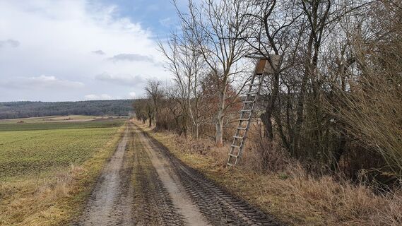 3.7 km Entlang des verschilften Zuflusses des Tobelbaches