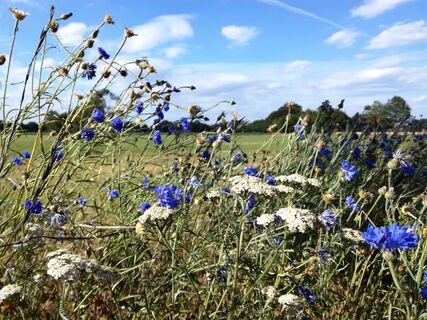 Harsewinkel - Kornblumen am Wegesrand