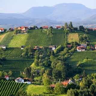 Blick auf die Schilcherweinstraße