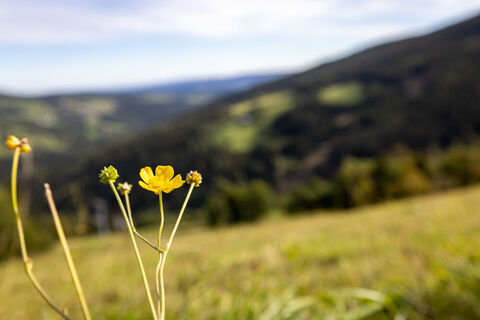 Erlebnisalm Mönichkirchen