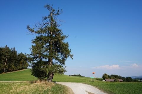 Maierhöfen - Kulma