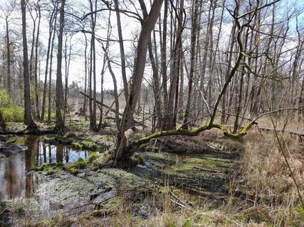 Fotografija s spletne strani Fiet haenen na poti