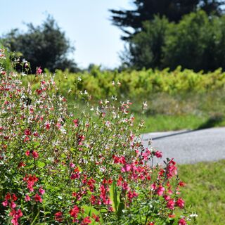Boucle de l'Estuaire@medoc-atlantique-tourisme_0098