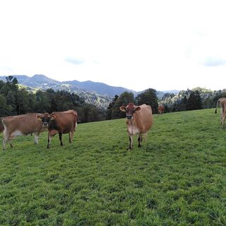 Kühe auf der Hulftegg