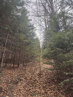 Fotografija s spletne strani zizi a na poti