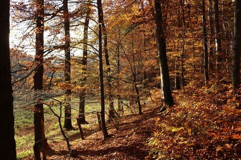 Herbst im Waltersbachtal