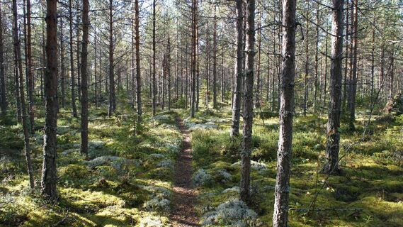 Hukkavuoren Naturpfad