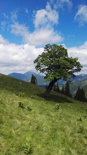Herrenalm