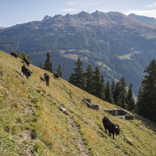 Grimentz