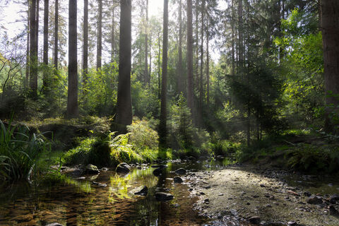 11201-Wald-Silberbachtal.jpg