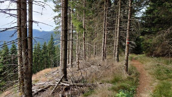 Photo de Wolfgang Arlic 1 le long du parcours