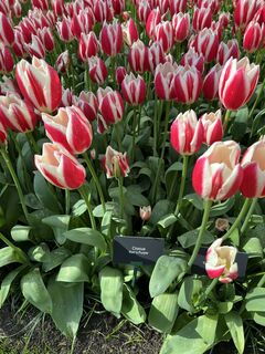 Fotografie de la Silvia Hollenstein de-a lungul turului